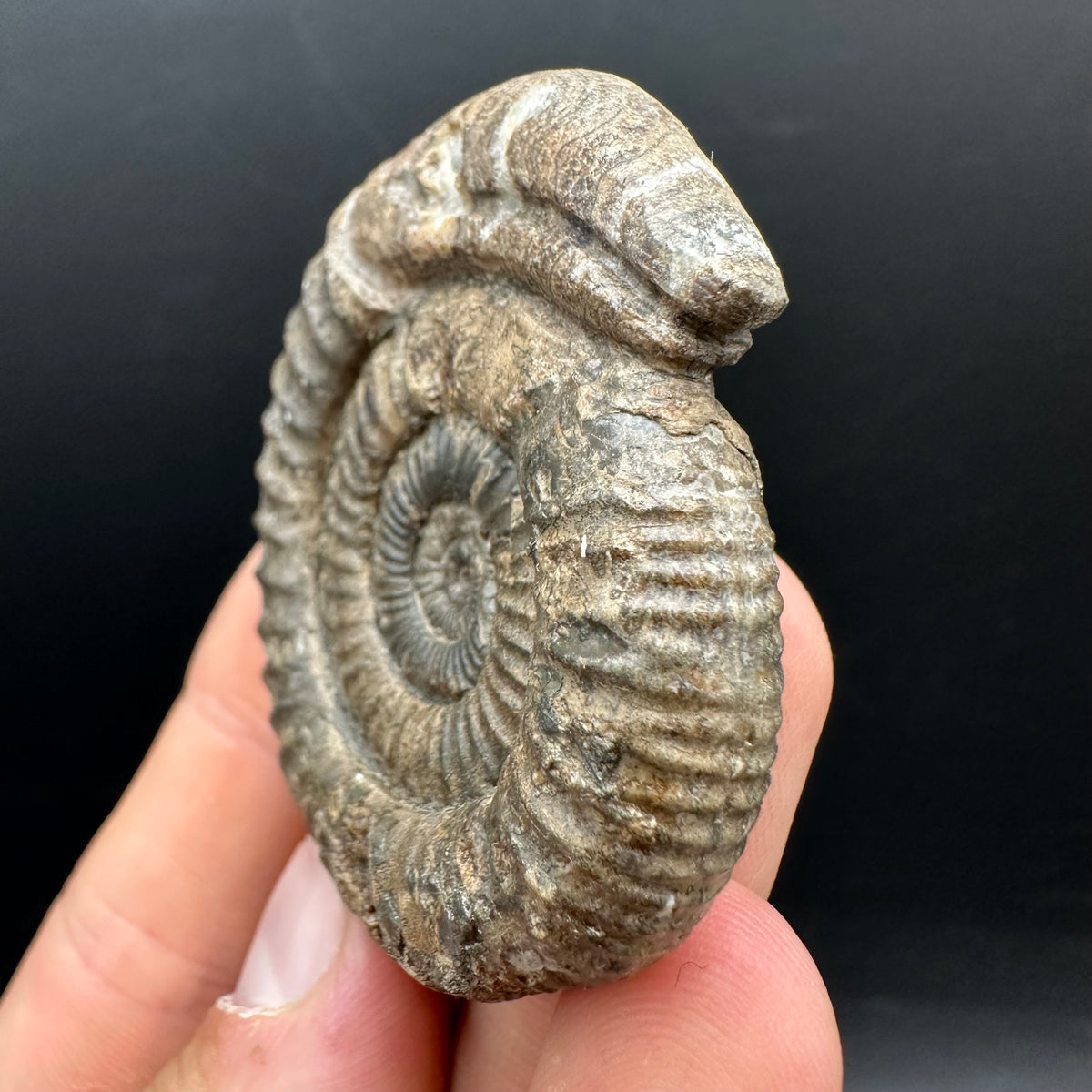 Snakestone Ammonite Fossil With Bag/Box And Stand - Whitby, North Yorkshire Jurassic Coast Yorkshire Fossils