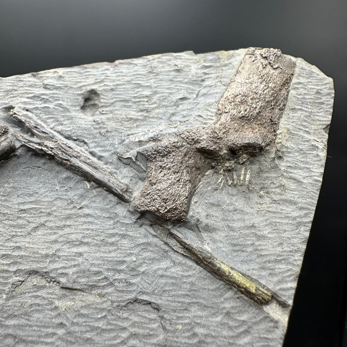 Ichthyosaur Vertebrae fossil / ribs with box and stand - Whitby, North Yorkshire Jurassic Coast, Yorkshire fossils found on the Jurassic Coast