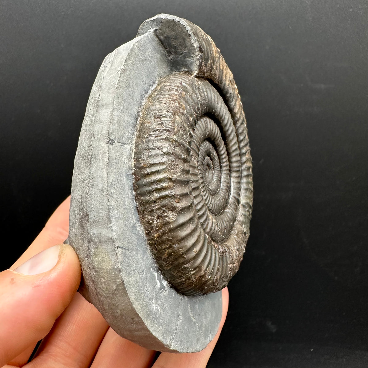 Dactylioceras Ammonite Fossil With Stand - Whitby, North Yorkshire Jurassic Coast Yorkshire Fossils