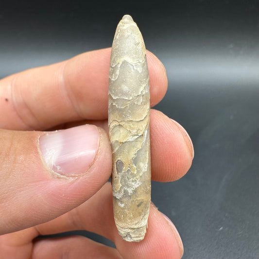 Hibolite (Fossil Squid) shell fossil - Whitby, North Yorkshire Jurassic Coast Yorkshire Fossils