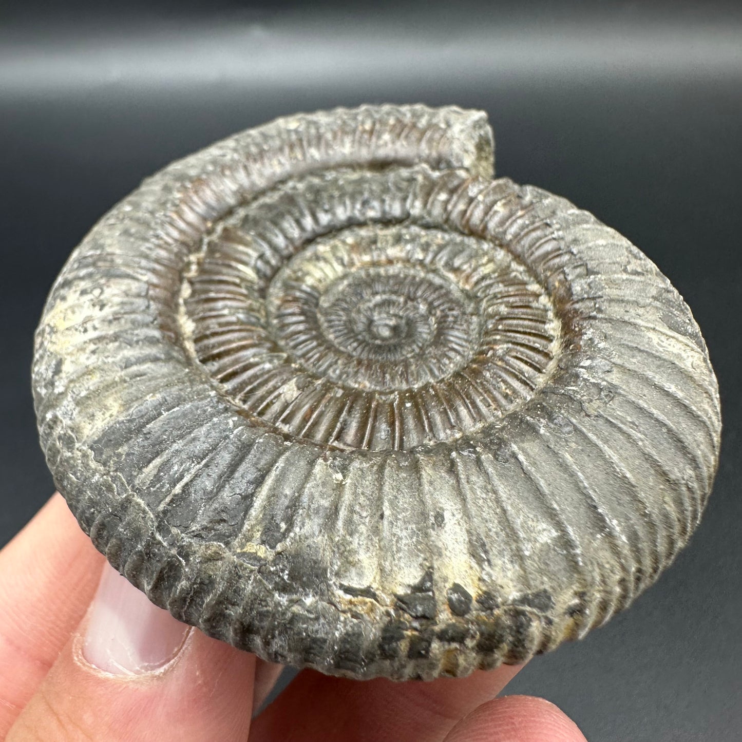 Dactylioceras Ammonite Fossil With Box And Stand - Whitby, North Yorkshire Jurassic Coast Yorkshire Fossils