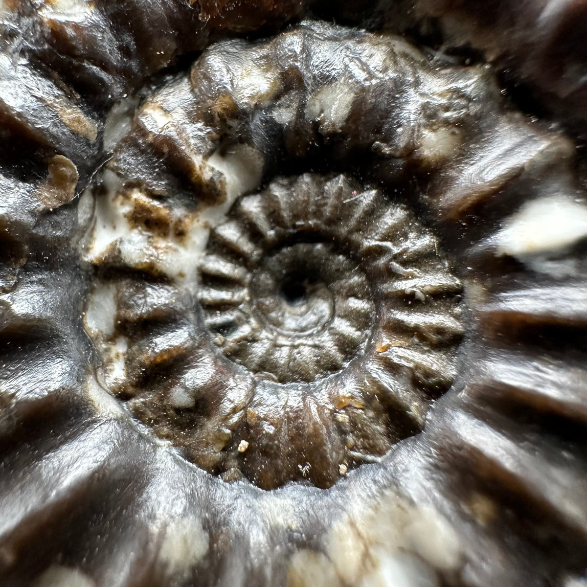 Androgynoceras maculatum ammonite fossil with stand - Whitby, North Yorkshire Jurassic Coast Yorkshire Fossils