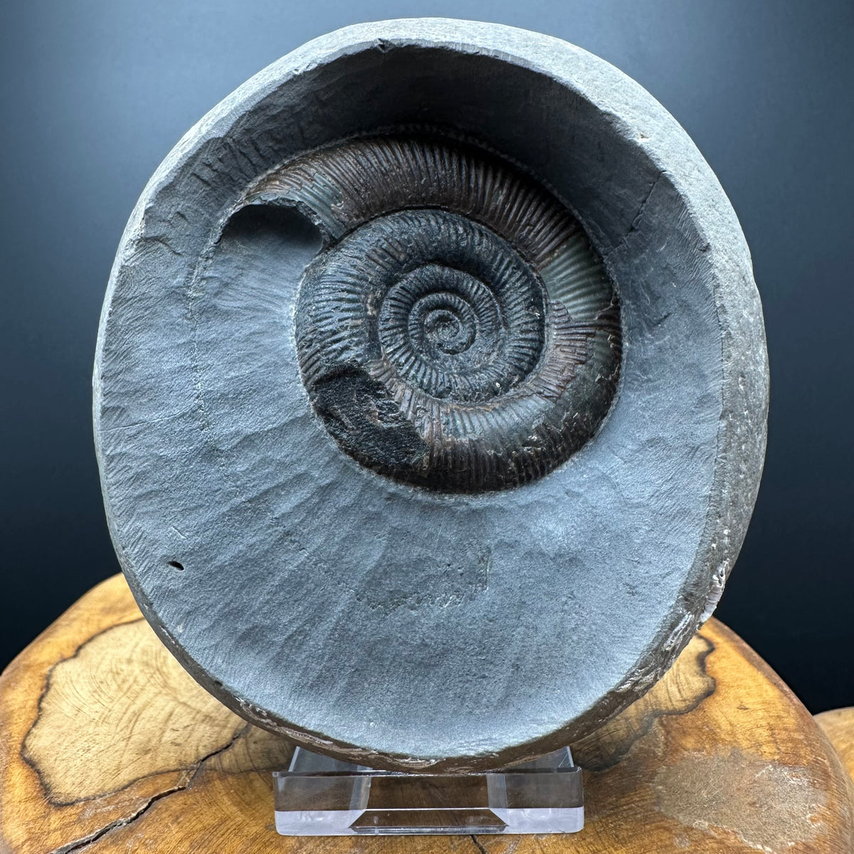 Dactylioceras tenuicostatum Ammonite fossil with box and stand - Whitby, North Yorkshire Jurassic Coast
