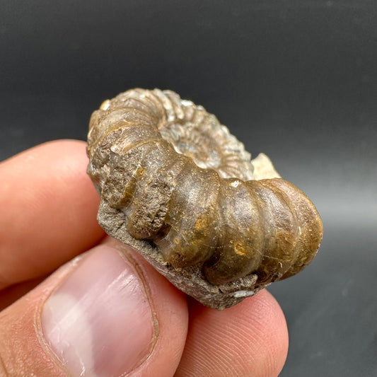 Androgynoceras capricornus Ammonite Fossil With Box And Stand - Whitby, North Yorkshire Jurassic Coast Yorkshire Fossils