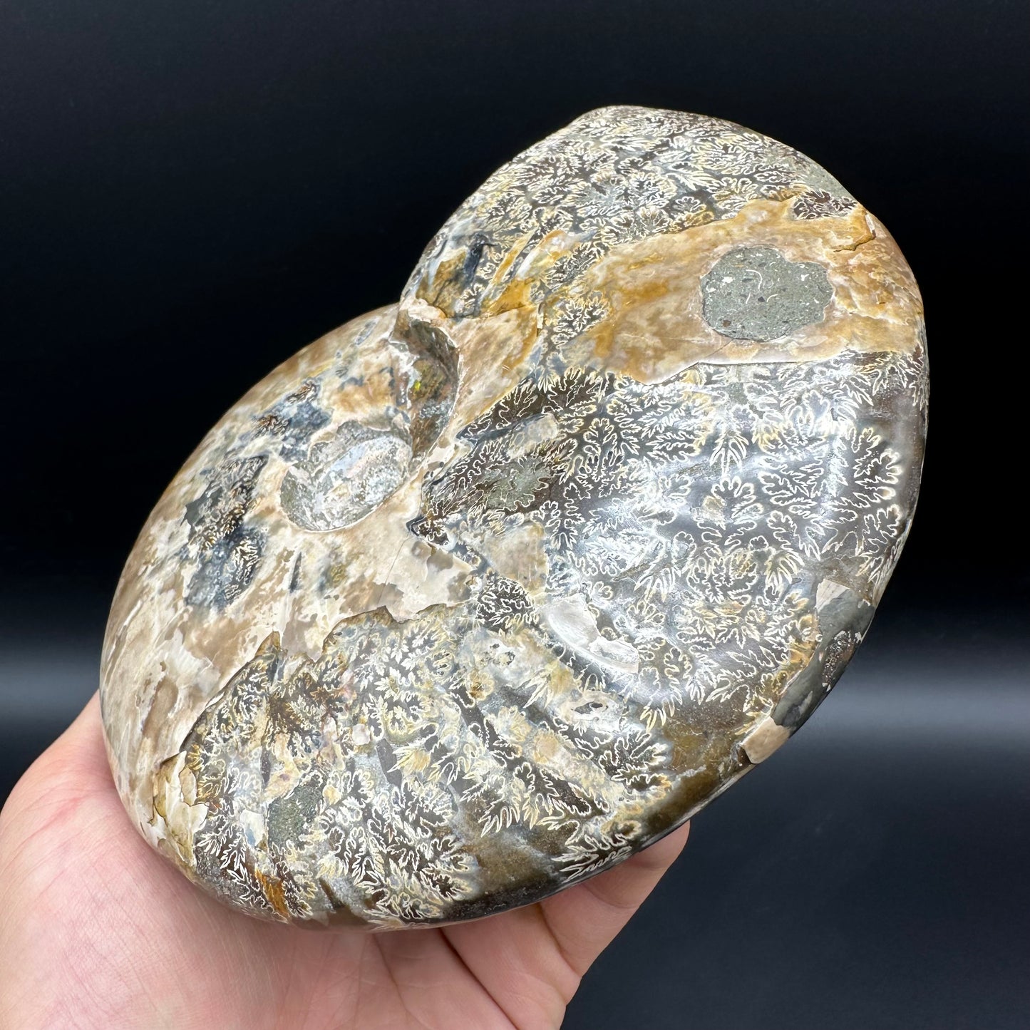 Cleoniceras Ammonite Fossil With Stand - Cretaceous Ammonite Madagascar
