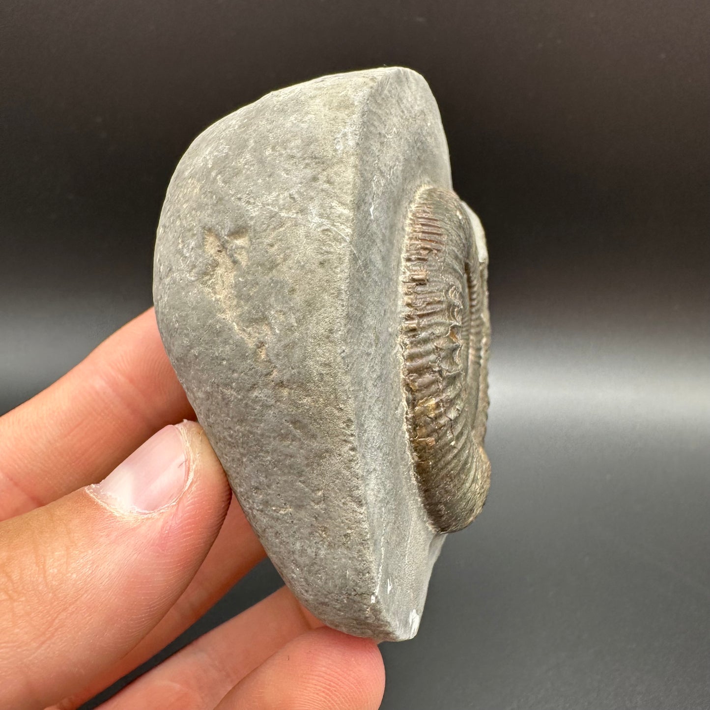 Dactylioceras Ammonite Fossil With Box And Stand - Whitby, North Yorkshire Jurassic Coast Yorkshire Fossils