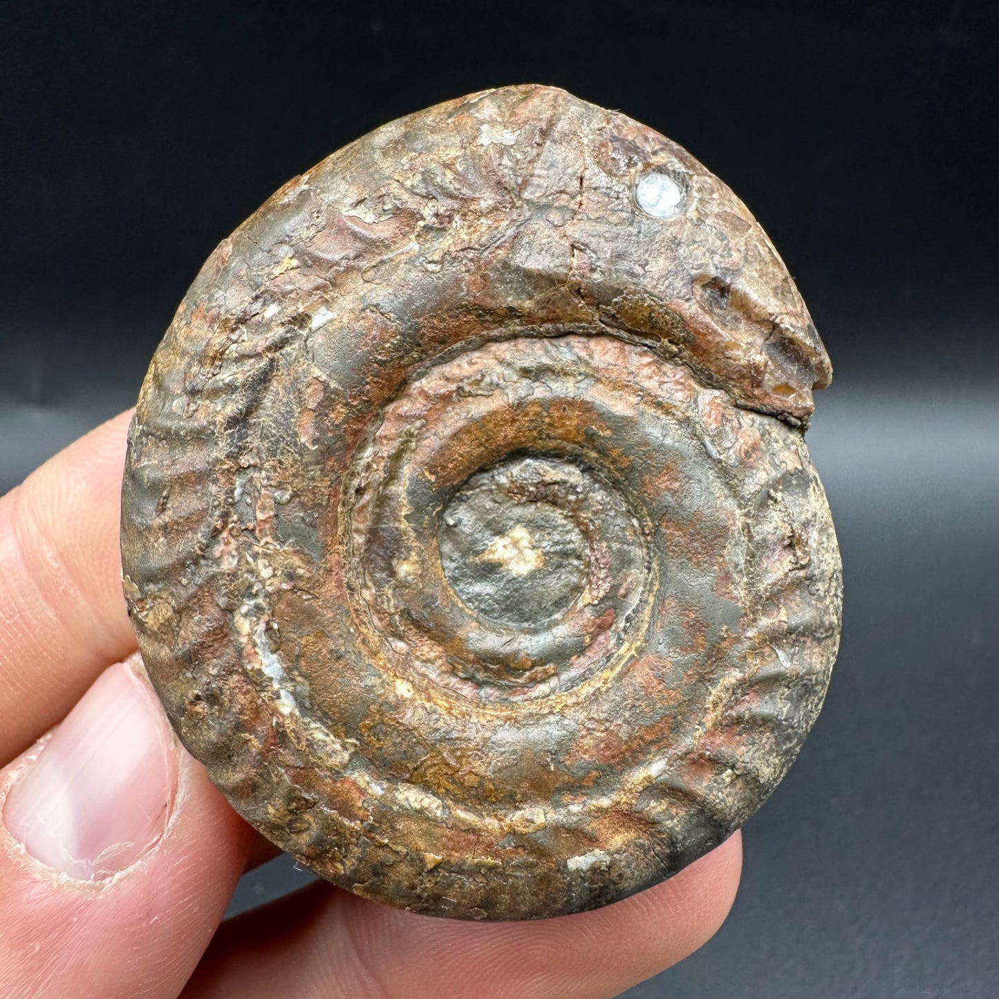 Snakestone Ammonite Fossil With Bag/Box And Stand - Whitby, North Yorkshire Jurassic Coast Yorkshire Fossils
