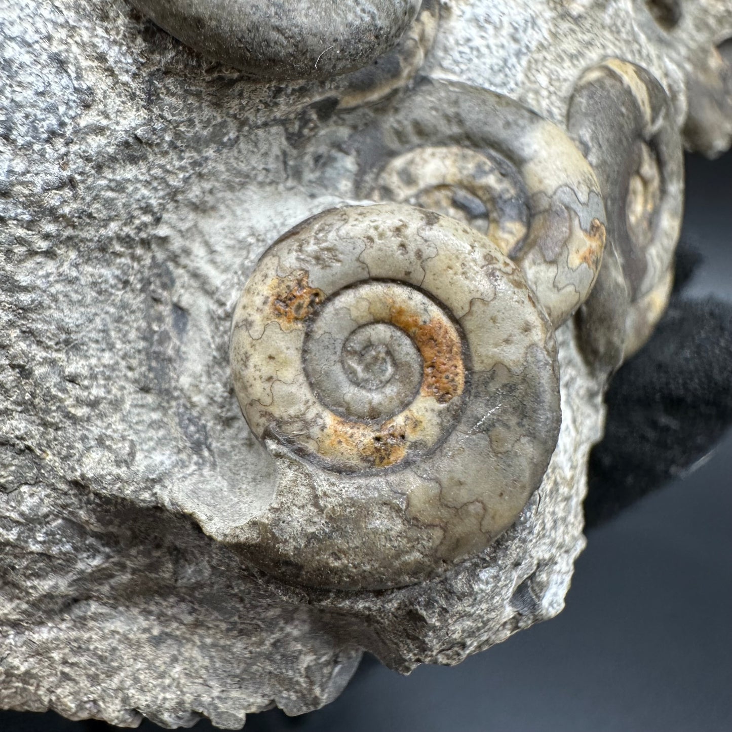 Psiloceras ammonite fossil with box and stand - Whitby, North Yorkshire Jurassic Coast, Yorkshire fossils