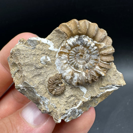Androgynoceras capricornus Ammonite Fossil With Box And Stand - Whitby, North Yorkshire Jurassic Coast Yorkshire Fossils