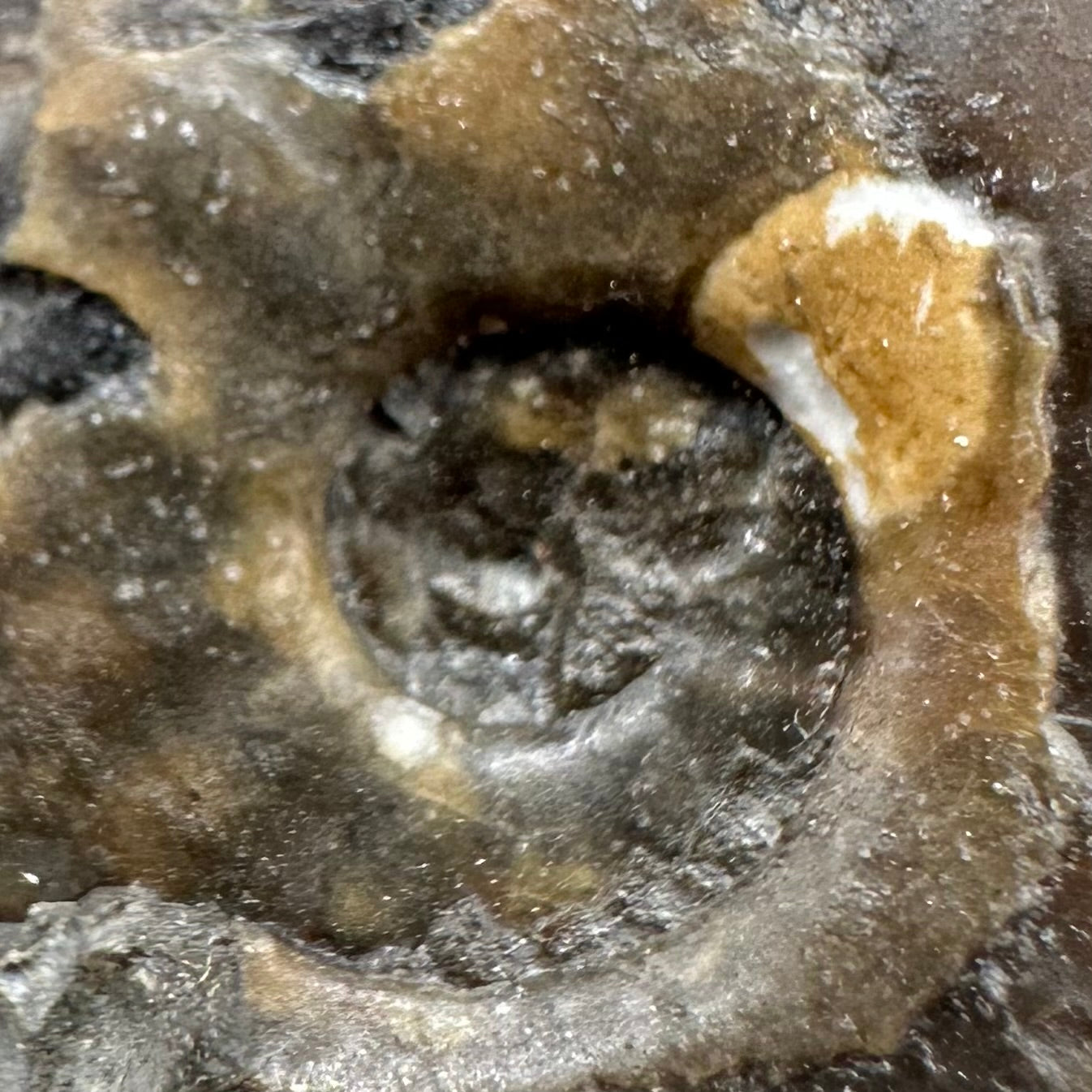 Eleganticeras Elegantulum ammonite fossil with box and stand - Whitby, North Yorkshire Jurassic Coast, Yorkshire Fossils