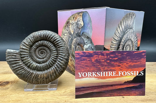 Dactylioceras Ammonite Fossil With box and Stand - Whitby, North Yorkshire Jurassic Coast Yorkshire Fossils