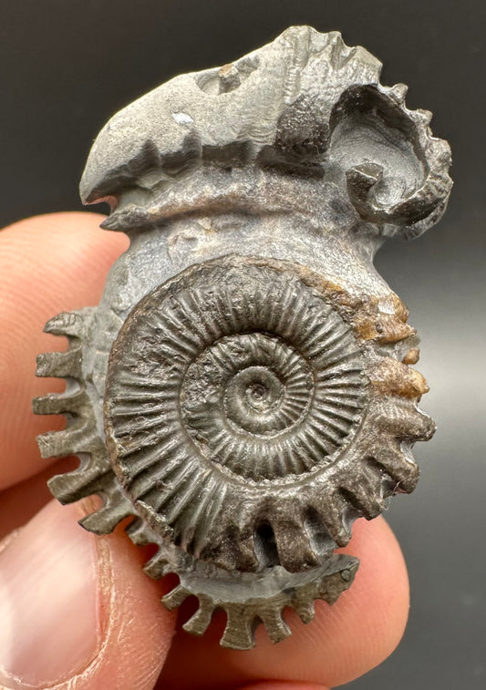 ‘Rammonite’ Snakestone Ammonite Fossil With Bag/Box And Stand - Whitby, North Yorkshire Jurassic Coast Yorkshire Fossils