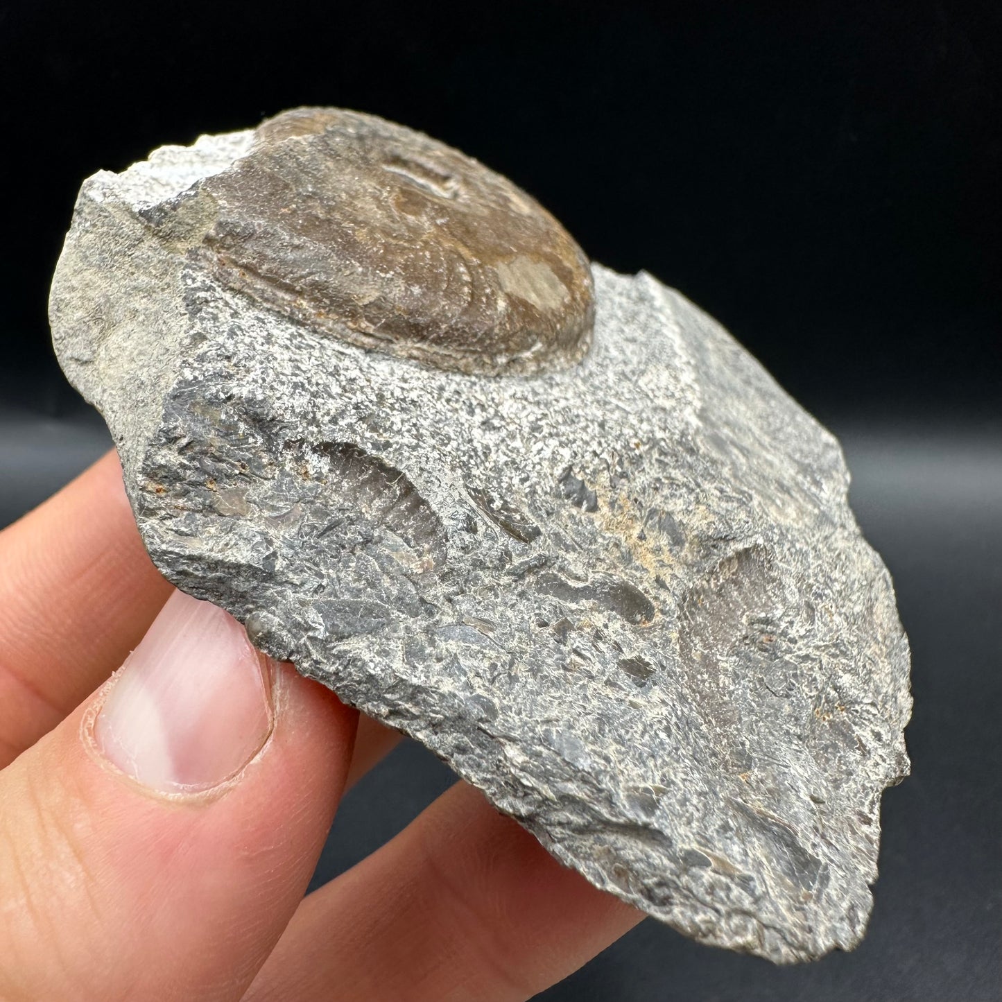 Harpoceras Sp. Ammonite fossil with box and stand - Whitby, North Yorkshire Jurassic Coast Yorkshire Fossils