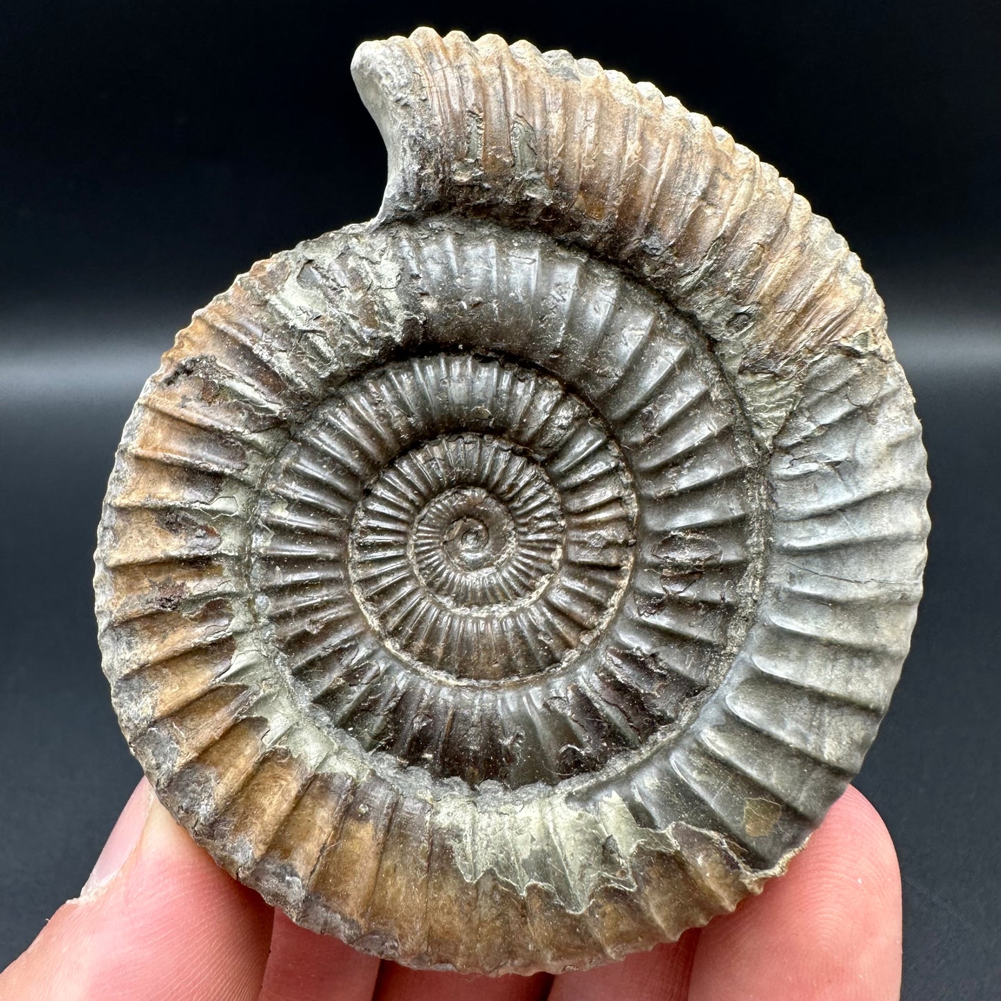 Dactylioceras Ammonite Fossil With Box And Stand - Whitby, North Yorkshire Jurassic Coast Yorkshire Fossils