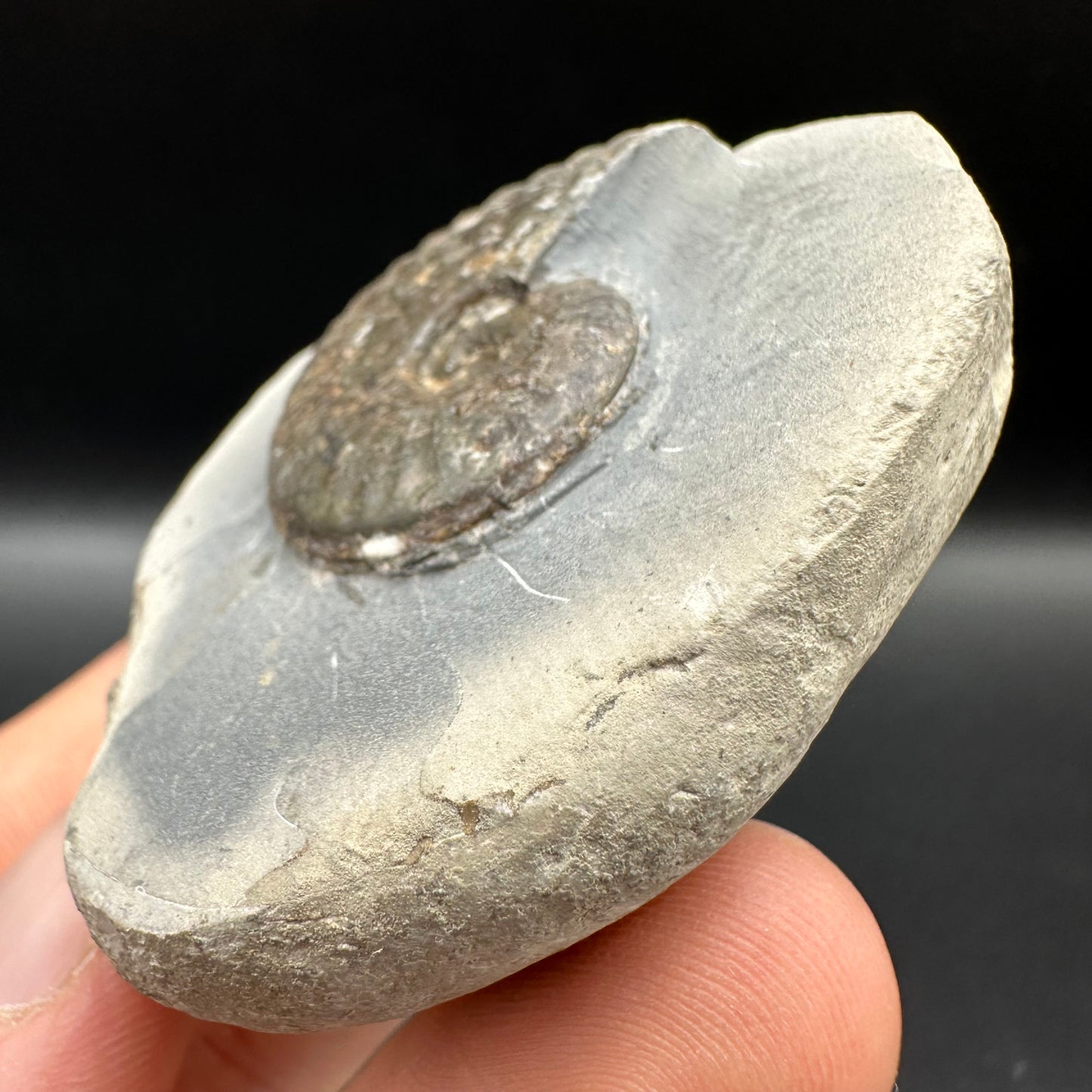 Pseudolioceras lythense Ammonite fossil with box and stand - Whitby, North Yorkshire, Yorkshire Fossils on the Jurassic Coast