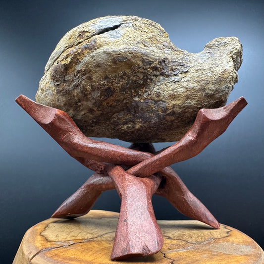 Dactylioceras Ammonite nodule (split pair) Fossil With Stand - Whitby, North Yorkshire Jurassic Coast Yorkshire Fossils
