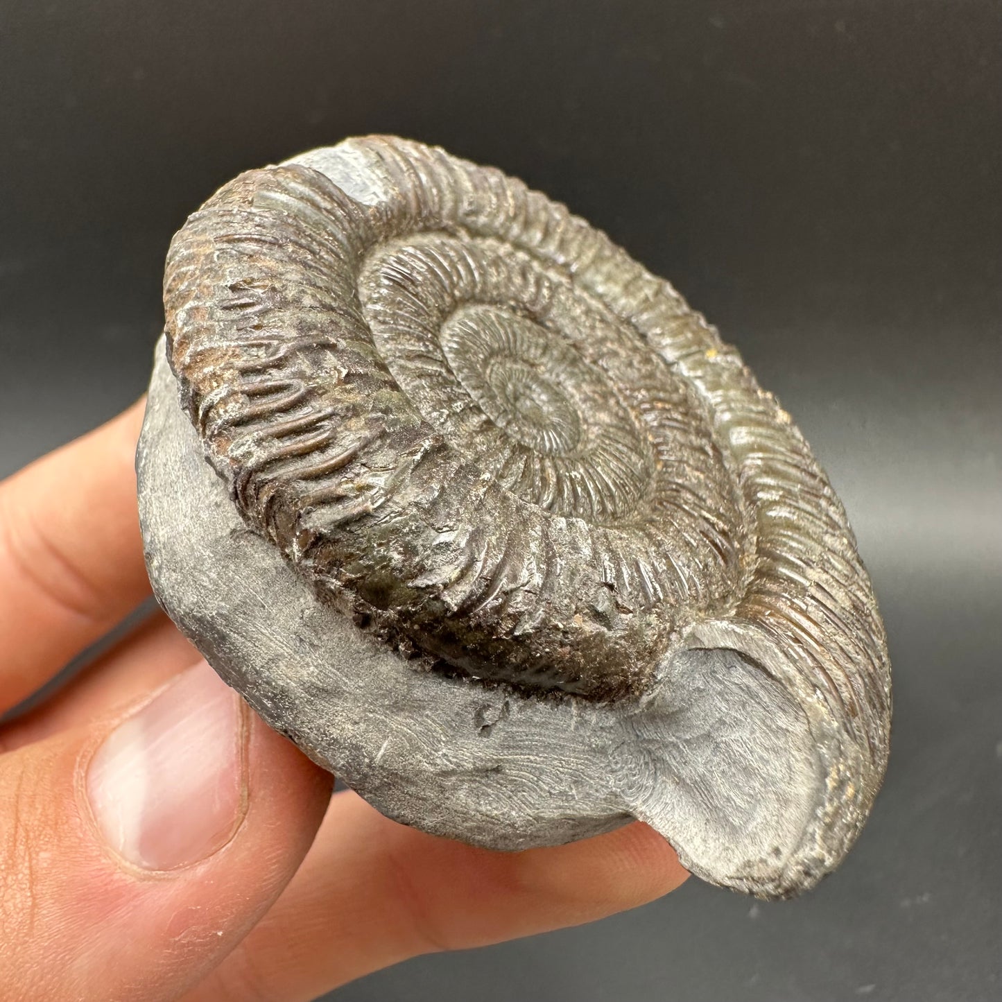 Dactylioceras Ammonite Fossil With box and Stand - Whitby, North Yorkshire Jurassic Coast Yorkshire Fossils