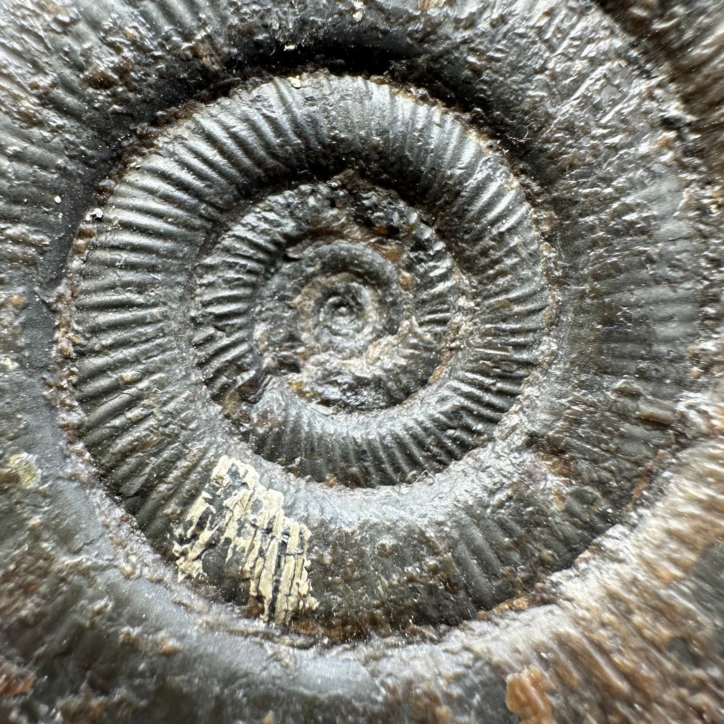 Dactylioceras tenuicostatum ammonite fossil with box and stand - Whitby, North Yorkshire Jurassic Coast