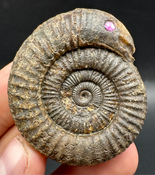 Snakestone Ammonite Fossil With Bag/Box And Stand - Whitby, North Yorkshire Jurassic Coast Yorkshire Fossils