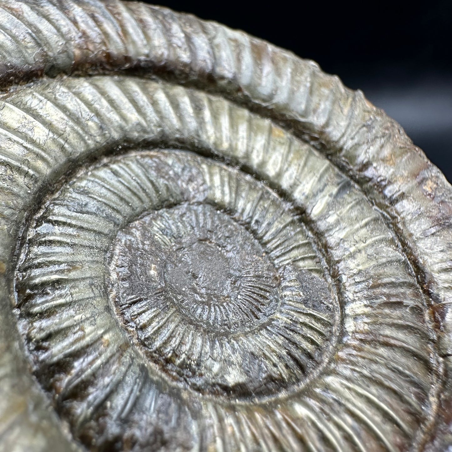 Dactylioceras Ammonite Fossil With Box And Stand - Whitby, North Yorkshire Jurassic Coast Yorkshire Fossils