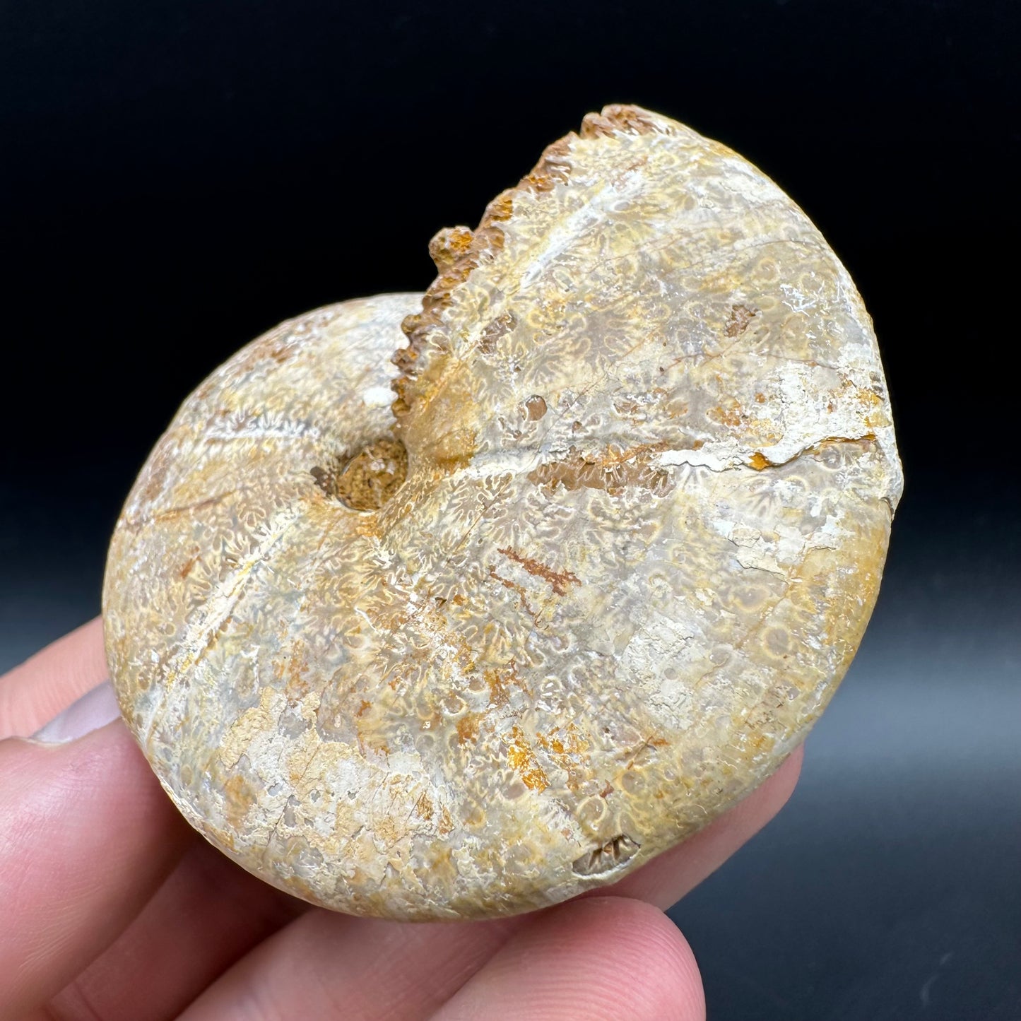 Phylloceras Ammonite Fossil With Box And Stand - Cretaceous Ammonite Madagascar