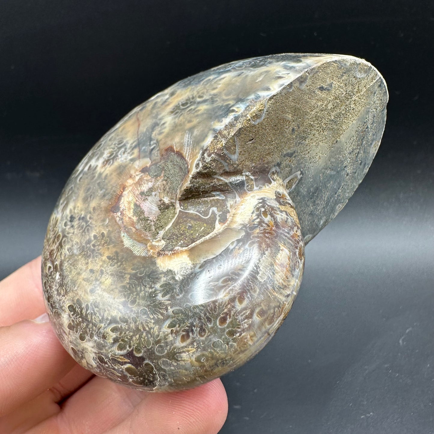 Phylloceras Ammonite Fossil With Box And Stand - Cretaceous Ammonite Madagascar