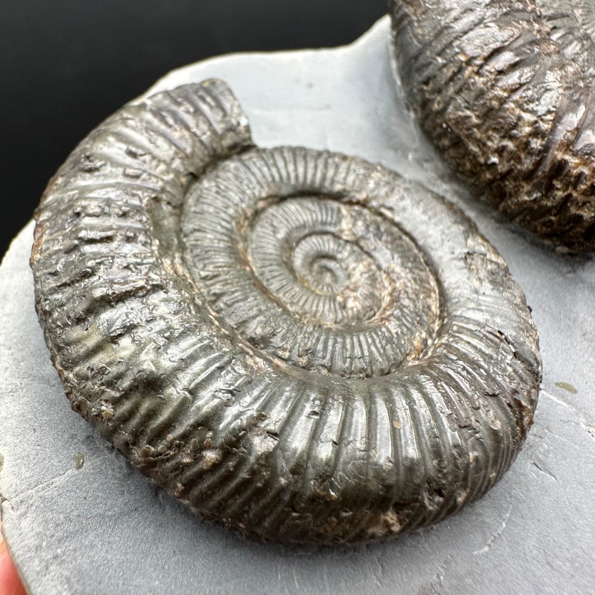 Peronoceras fibulatum Ammonite fossil with box and stand - Whitby, North Yorkshire Jurassic Coast Yorkshire Fossils