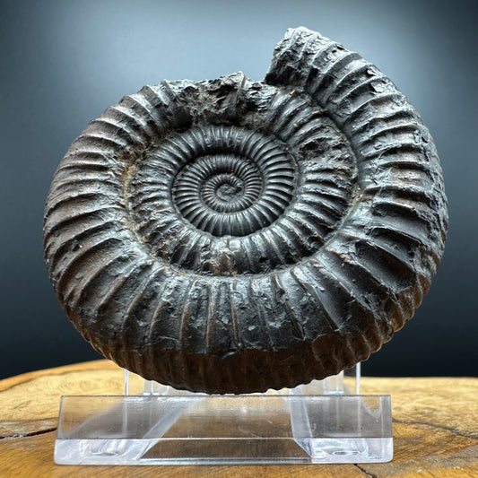 Dactylioceras Ammonite Fossil With box and Stand - Whitby, North Yorkshire Jurassic Coast Yorkshire Fossils
