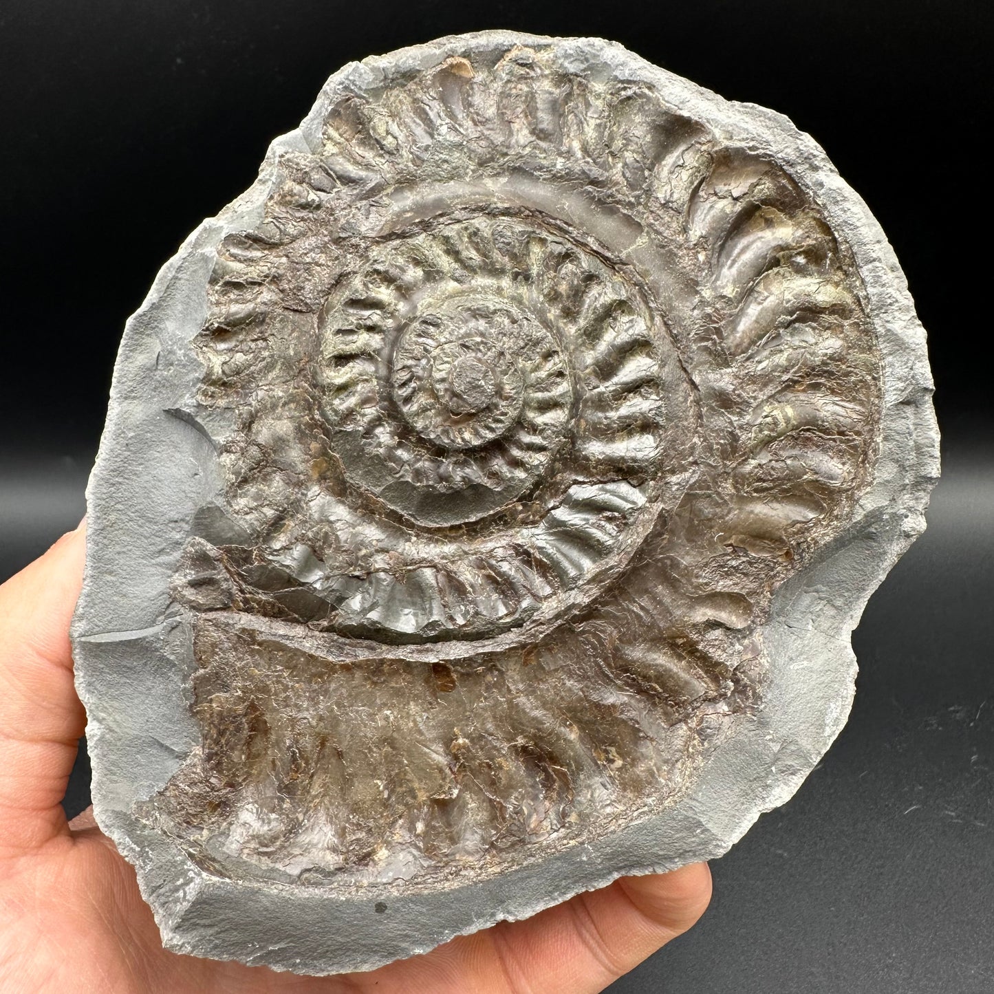 Hildoceras lusitanicum Ammonite nodule (split pair) Fossil With Stand - Whitby, North Yorkshire Jurassic Coast Yorkshire Fossils