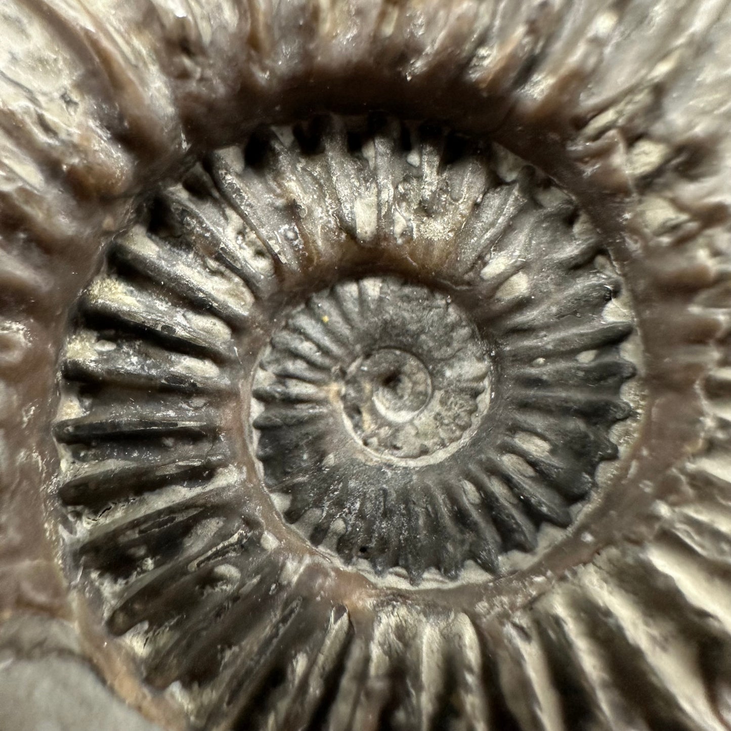Schlothemia angulata ammonite fossil with box and stand - Whitby, North Yorkshire Jurassic Coast, Yorkshire fossils
