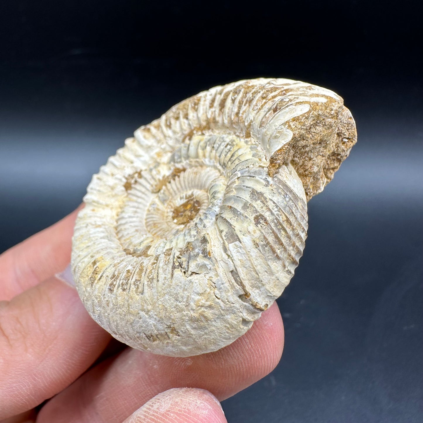 Dichotomosphinctes Ammonite Fossil With Box And Stand - Middle Jurassic Ammonite Madagascar