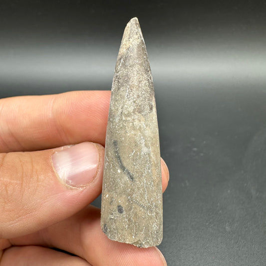Belemnite (Fossil Squid) shell fossil - Whitby, North Yorkshire Jurassic Coast Yorkshire Fossils