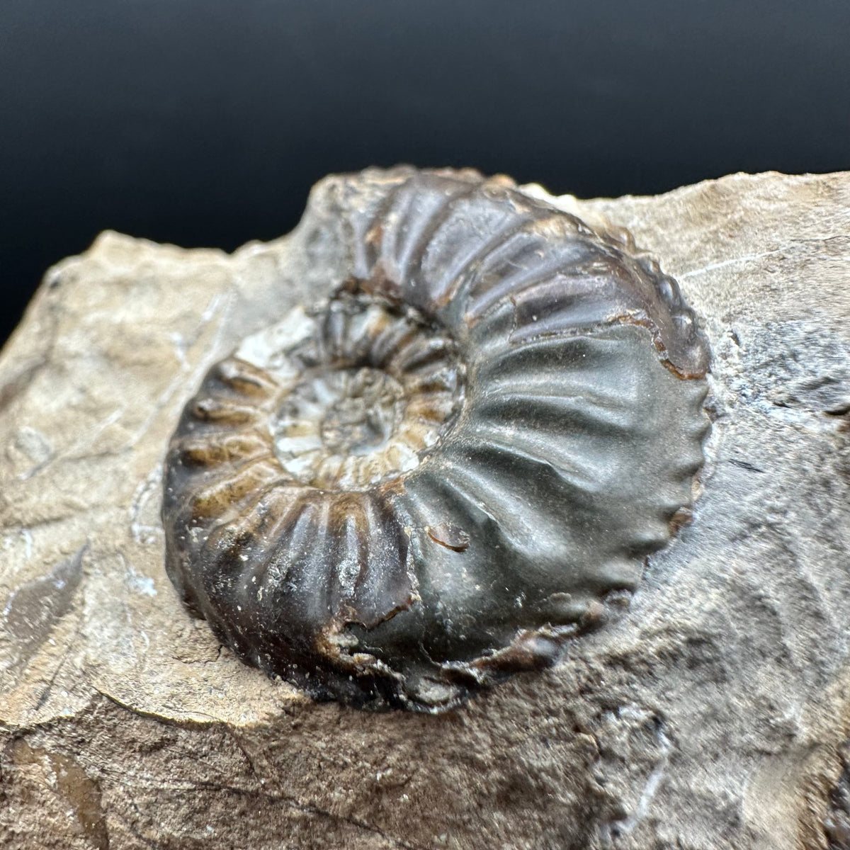 Amaltheus subnodosus Ammonite fossil with stand - Whitby, North Yorkshire Jurassic Coast Yorkshire Fossils