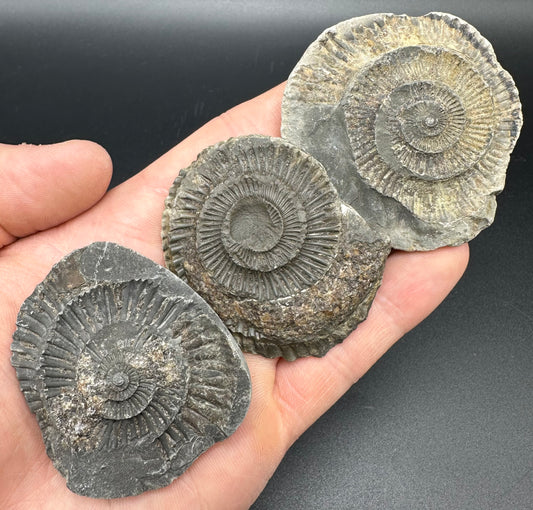 Dactylioceras imprint (negative) bundle ammonite shell fossil with box - Whitby, North Yorkshire, Yorkshire Fossils