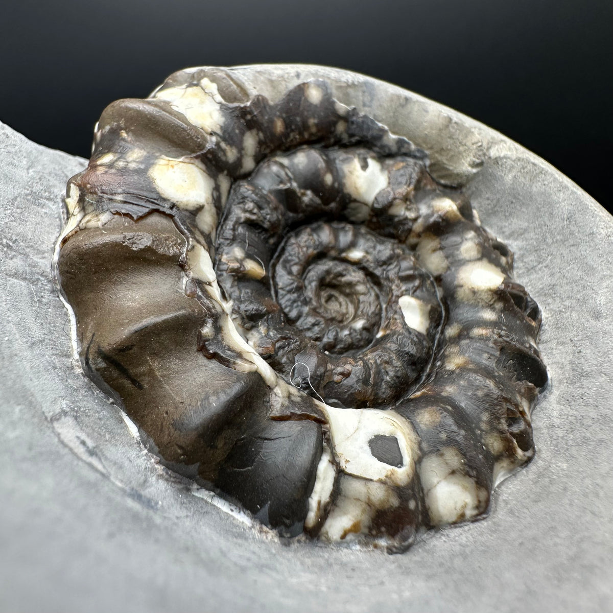 Androgynoceras maculatum ammonite fossil with stand - Whitby, North Yorkshire Jurassic Coast Yorkshire Fossils