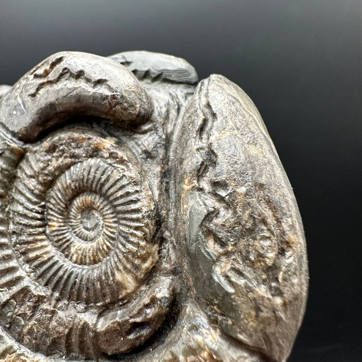 Hydra Snakestone Ammonite Fossil With Bag/Box And Stand - Whitby, North Yorkshire Jurassic Coast Yorkshire Fossils