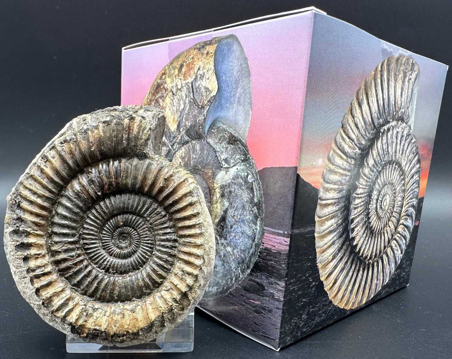 Dactylioceras Ammonite Fossil With Box And Stand - Whitby, North Yorkshire Jurassic Coast Yorkshire Fossils