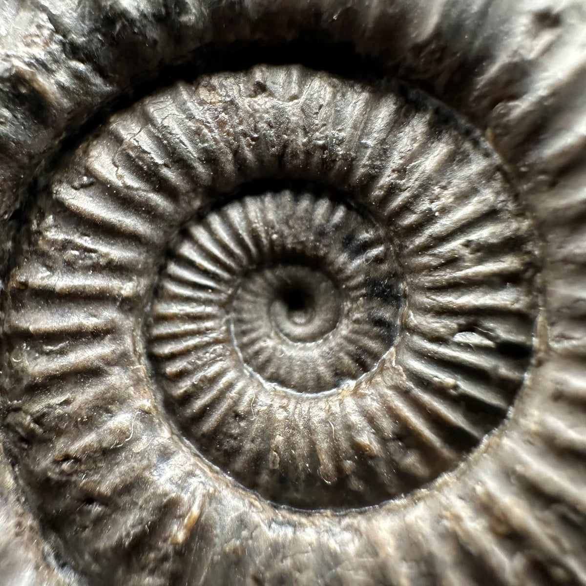 Dactylioceras Ammonite Fossil With Stand - Whitby, North Yorkshire Jurassic Coast Yorkshire Fossils