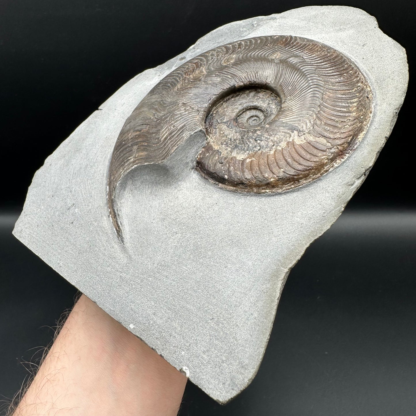 Harpoceras Sp. Ammonite fossil - Whitby, North Yorkshire Jurassic Coast Yorkshire Fossils