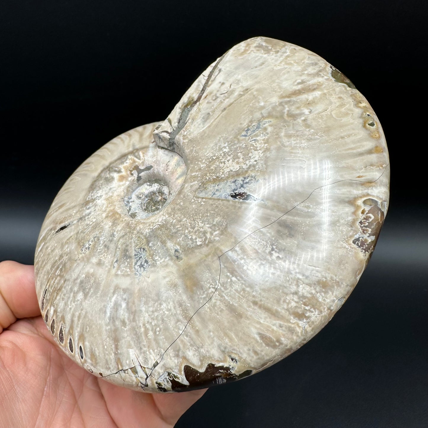 Cleoniceras Ammonite Fossil With Stand - Cretaceous Ammonite Madagascar