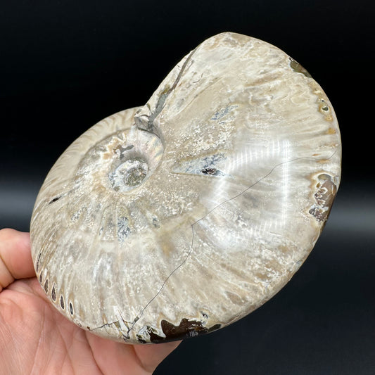 Cleoniceras Ammonite Fossil With Stand - Cretaceous Ammonite Madagascar