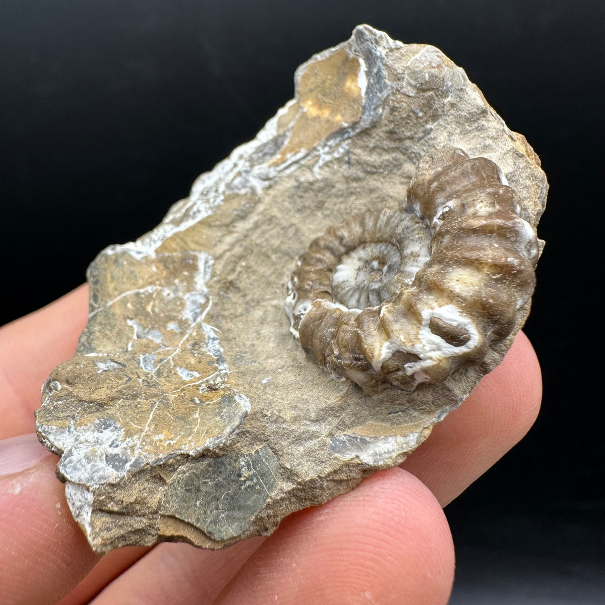 Androgynoceras capricornus Ammonite Fossil With Stand - Whitby, North Yorkshire Jurassic Coast Yorkshire Fossils