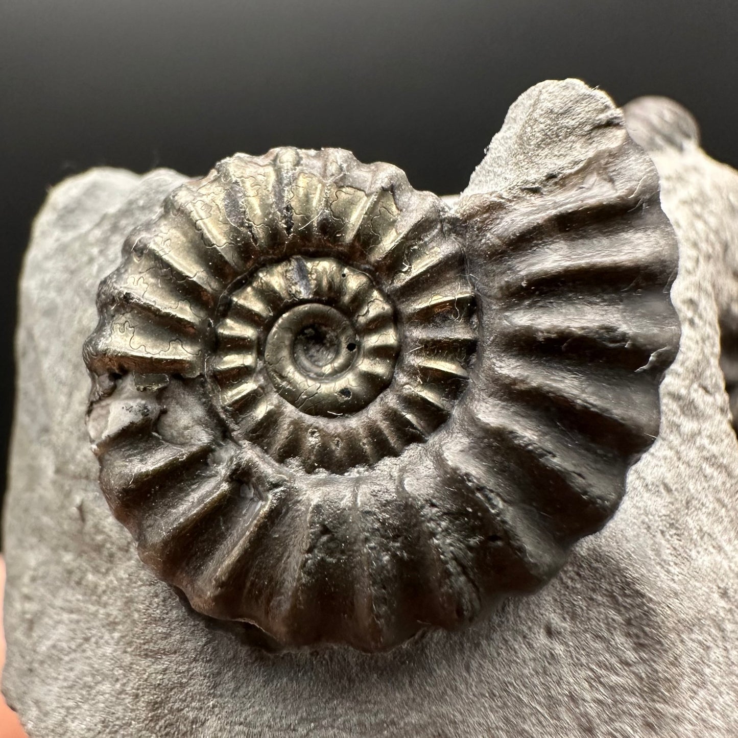 Promicroceras ammonite shell fossil with box and stand - Whitby, North Yorkshire Jurassic Coast Yorkshire Fossils