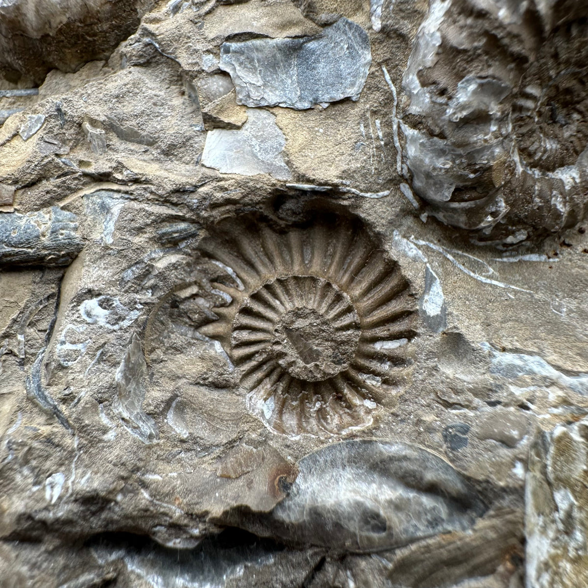 Androgynoceras capricornus Ammonite Fossil With Stand - Whitby, North Yorkshire Jurassic Coast Yorkshire Fossils
