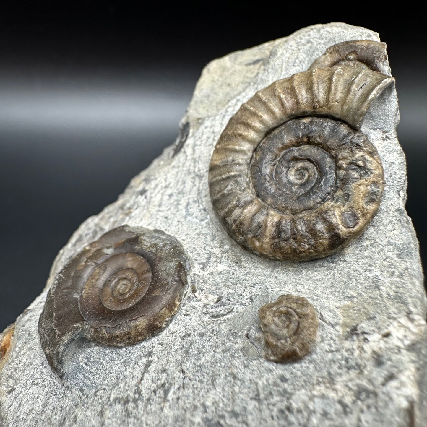 Arnioceras ammonite shell fossil with box and stand - Whitby, North Yorkshire Jurassic Coast Yorkshire Fossils