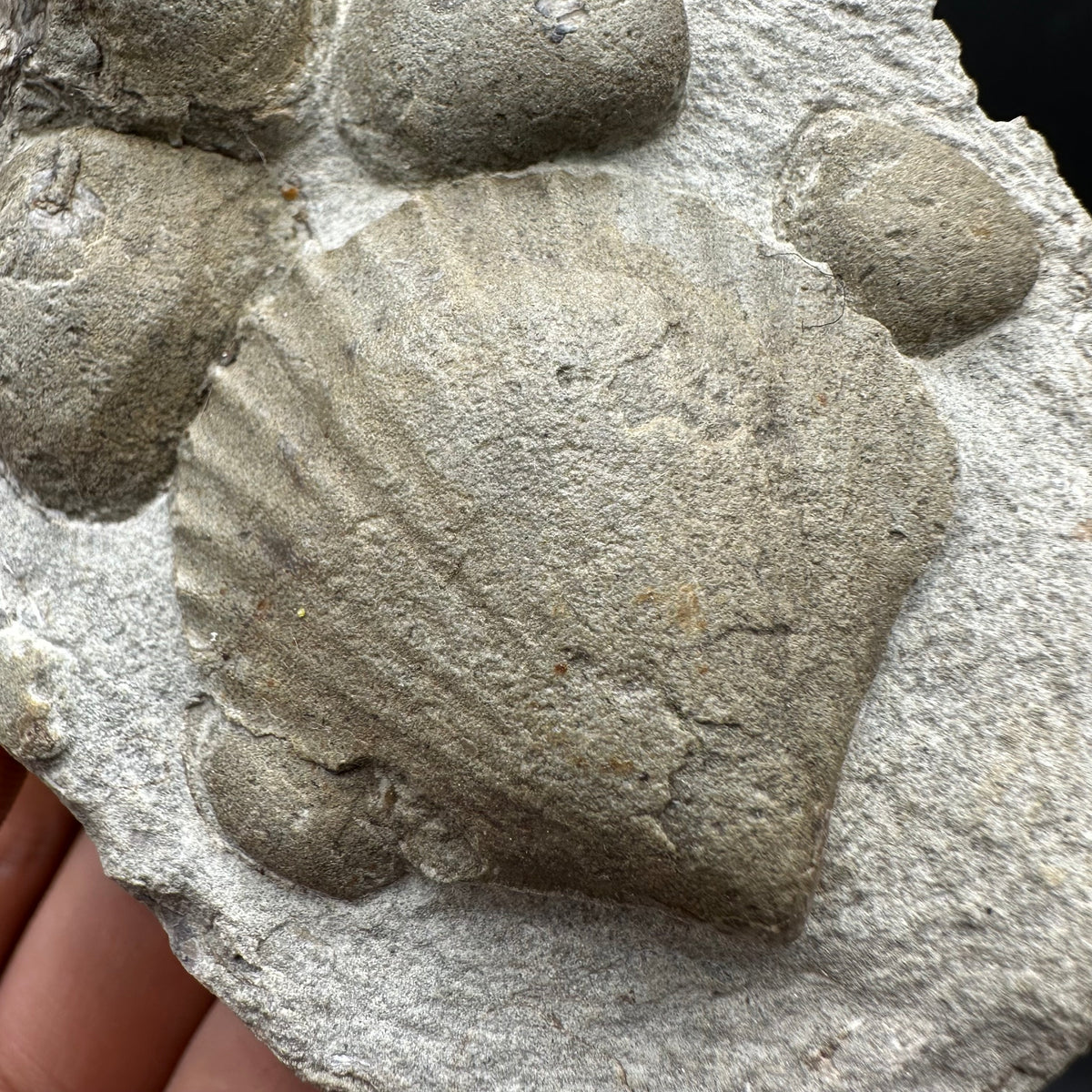 Shell fossil with stand - Whitby, North Yorkshire, Jurassic Coast, Yorkshire Fossils