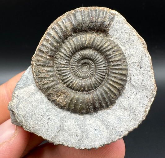 Dactylioceras Ammonite Fossil With Box And Stand - Whitby, North Yorkshire Jurassic Coast Yorkshire Fossils