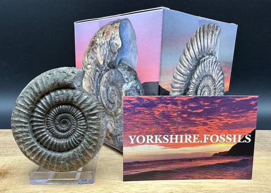 Dactylioceras Ammonite Fossil With box and Stand - Whitby, North Yorkshire Jurassic Coast Yorkshire Fossils