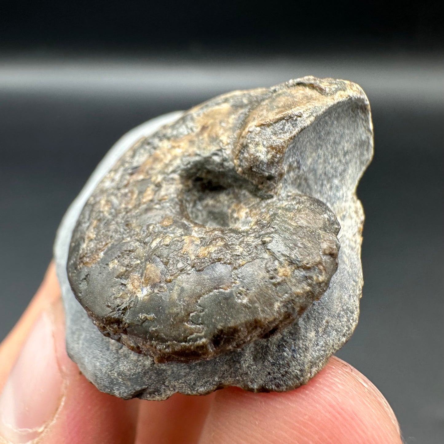 Frechiella ammonite fossil with box and stand - Whitby, North Yorkshire Jurassic Coast Yorkshire Fossil