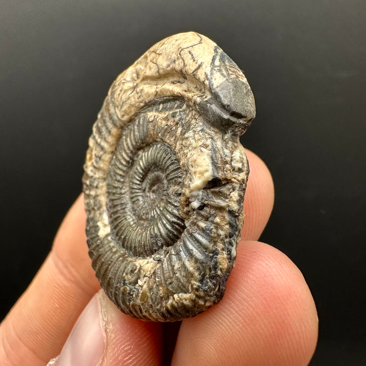 Snakestone Ammonite Fossil With Bag/Box And Stand - Whitby, North Yorkshire Jurassic Coast Yorkshire Fossils